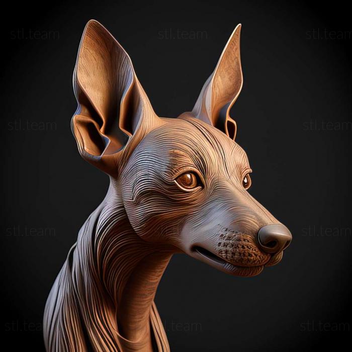 Xoloitzcuintli dog